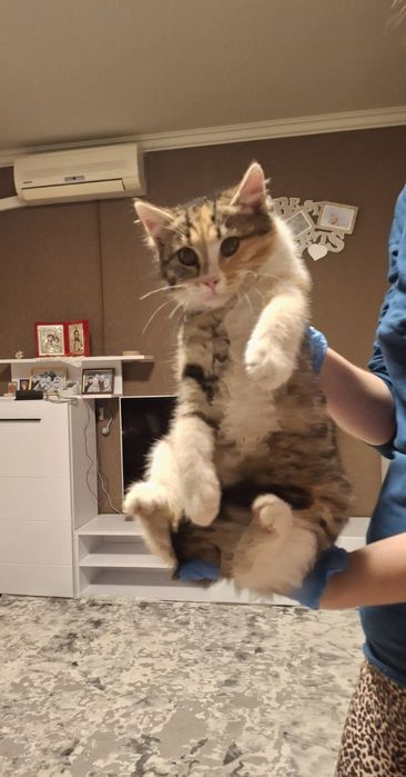 Кошенятка в хороші руки