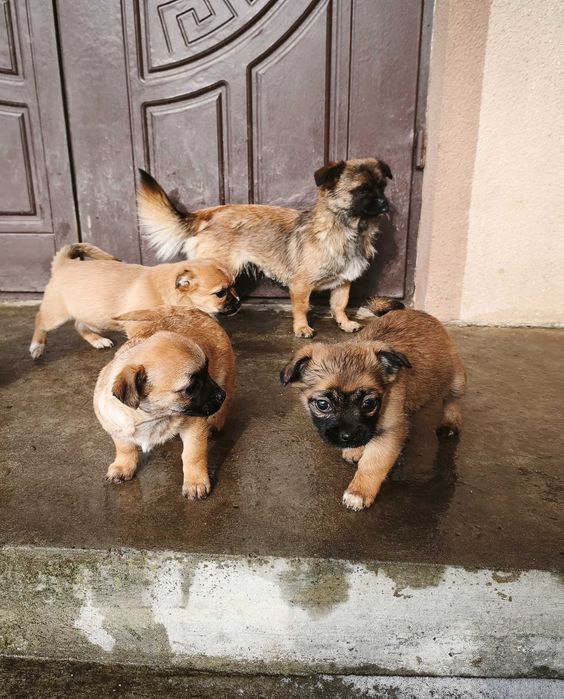 Маленькі хвостики шукають дім :)