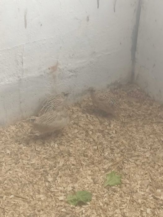 Ovos de cooderniz jumbo