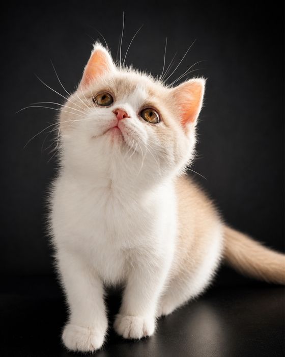 Femêa british shorthair fawn bicolor