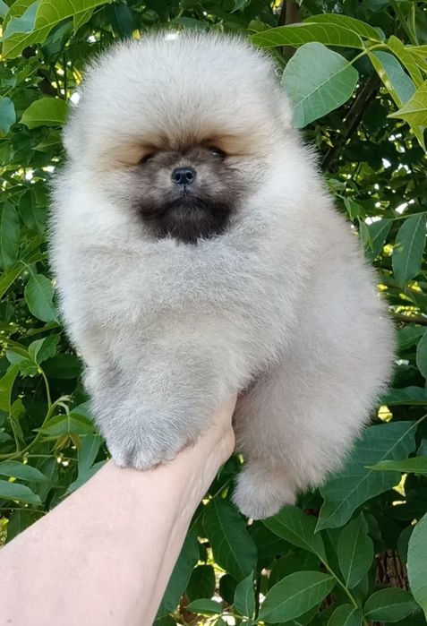 Хлопчик ведмедик