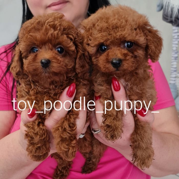 Шикарні цуценята той пудель!