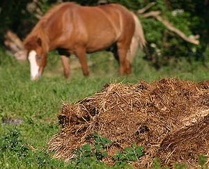 Vendo estrume de cavalo