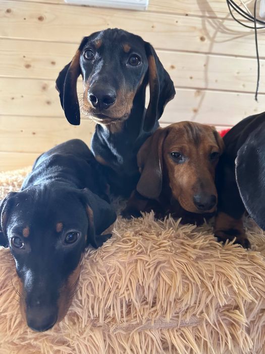 Цуценята гладкошерстної такси з документами/ гладкошерстная такса