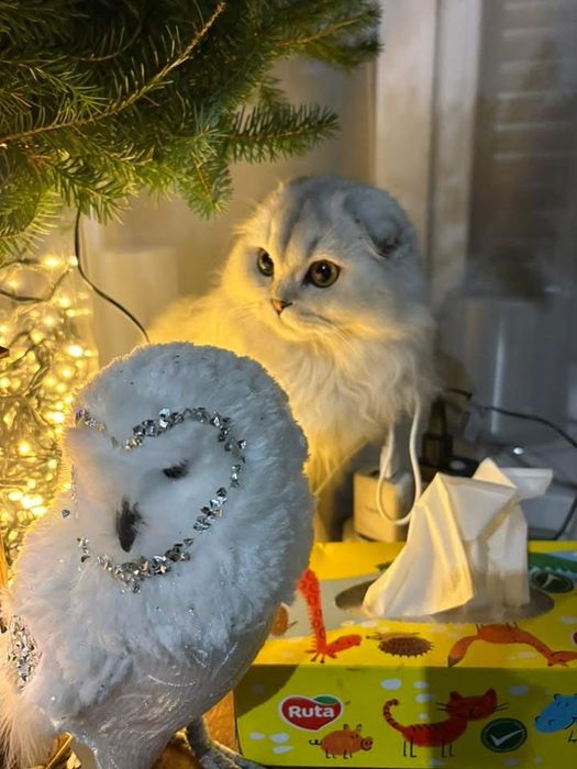 Шотланська дівчинка фолд, в забарвленні срібна шиншила