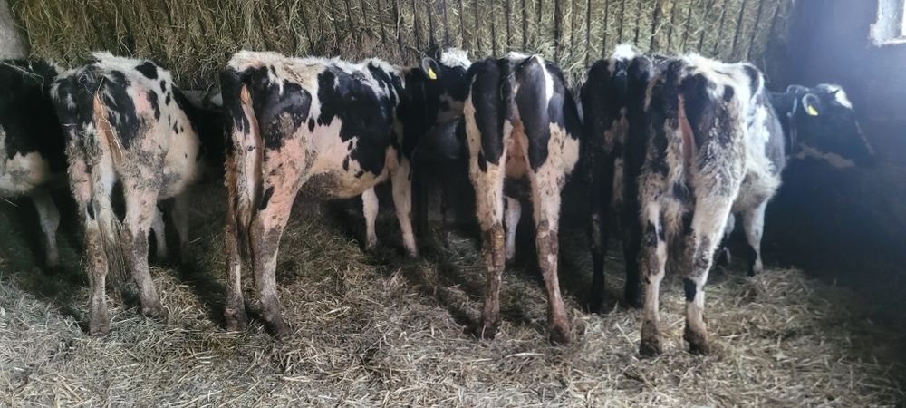 Bydło do dalszej hodowli