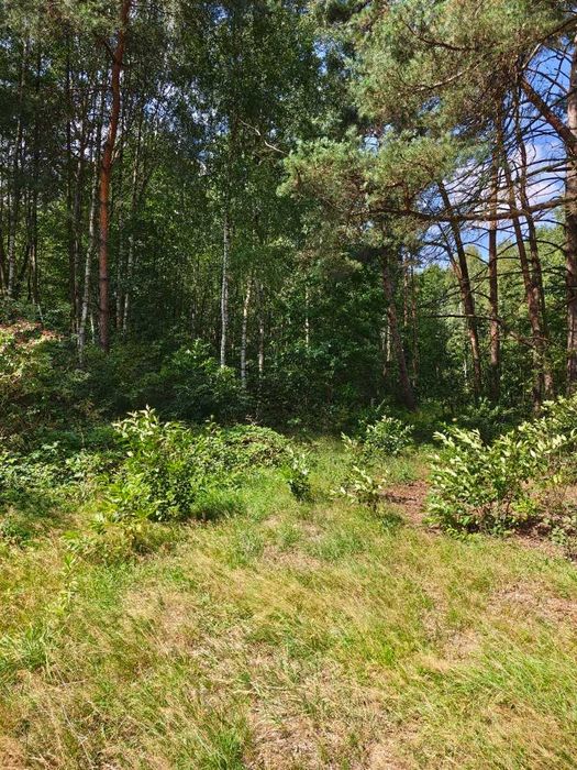 Działka 1,36 ha z lasem – MPZP A.RP – Krze Duże