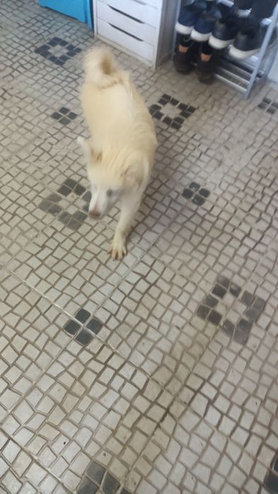 Cachorros brancos e lindos