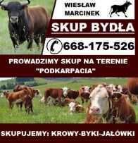 Skup bydła, żywca, zwierząt, krów, krowa, byk, jałówka, jałówek, byków