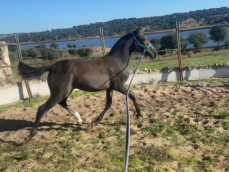 Animais lusitanos puros