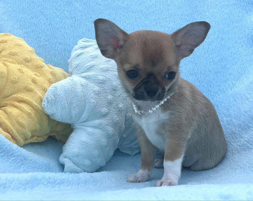 Chihuahua Macho Pelo Curto