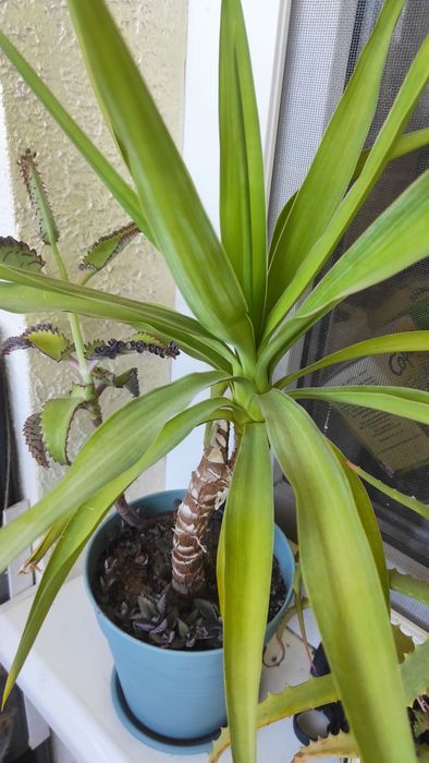 Юка, юкка не пересилаю, тільки  Калуш