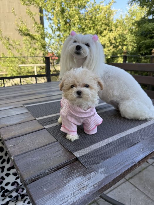 VIP мальтіпу з паапортом