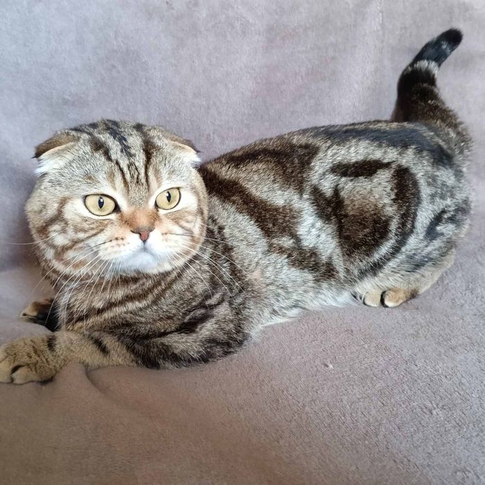 Скотиш фолд котик