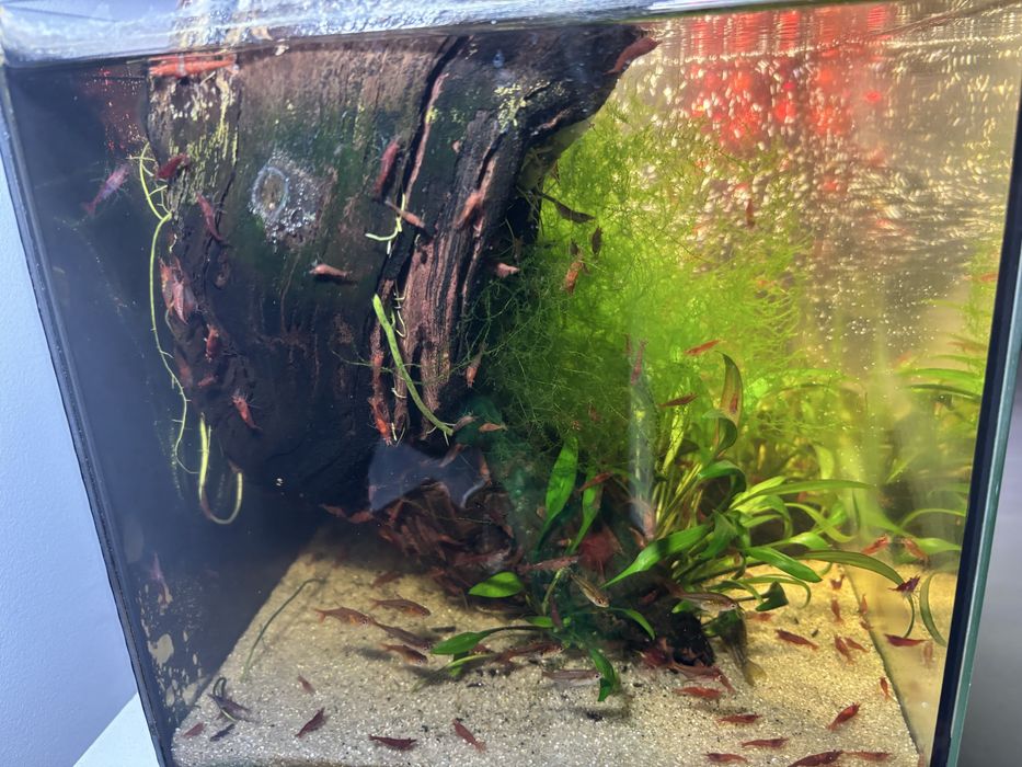 Akwarium 20 l całość