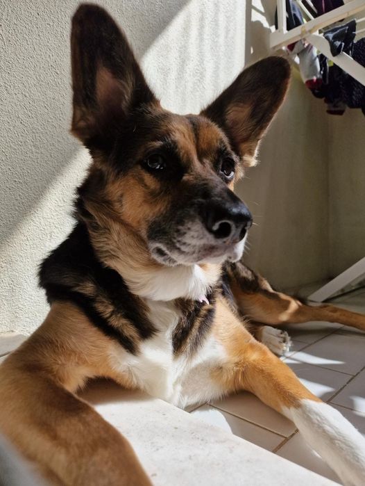 Cadela para adoção-Dali(7 anos)