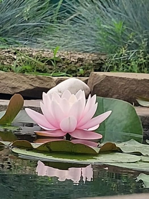 Продам розовую нимфею