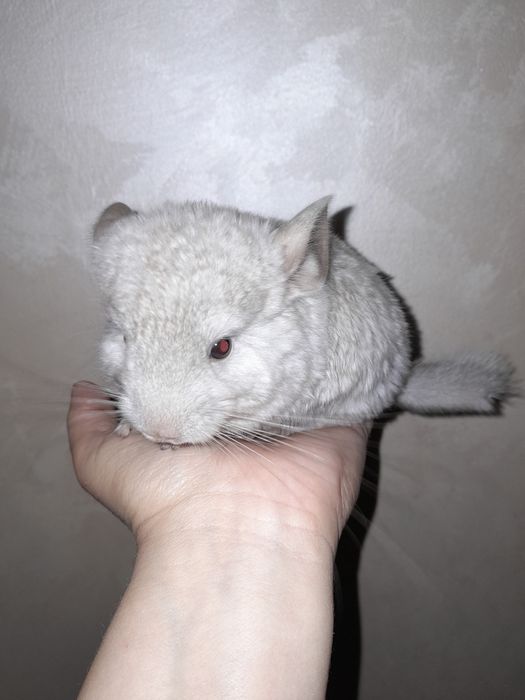 Дружелюбна  пухкенька ( сіра та біла] дівчинка