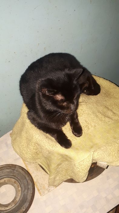 Кiшка Чуча чорна перлинка вiк 1 рiк Стерiлiзована