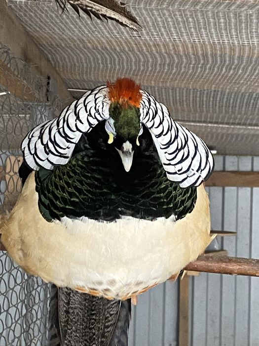 Алмазний(діамантовий) фазан