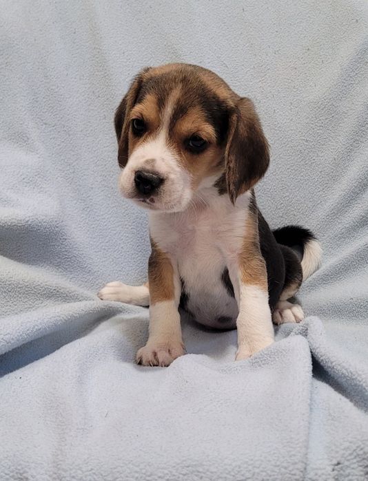 Cachorrinho beagle tricolor