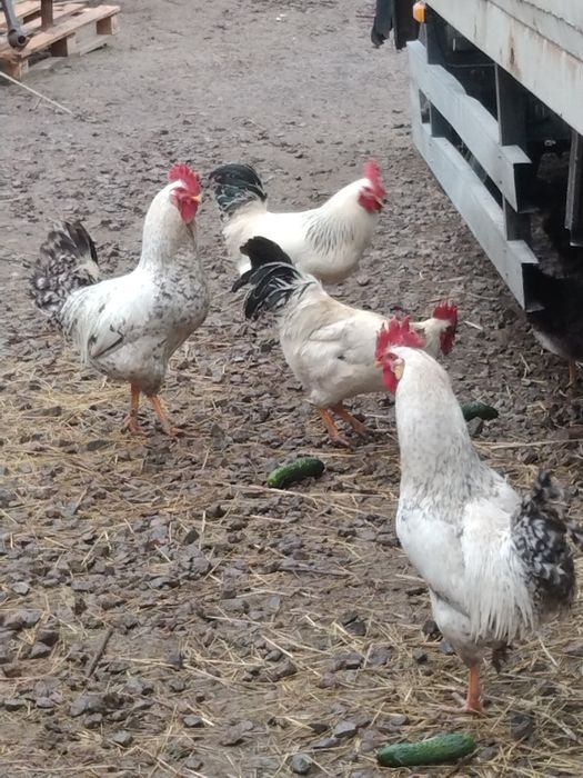 Продам петухов Барковские барвистые