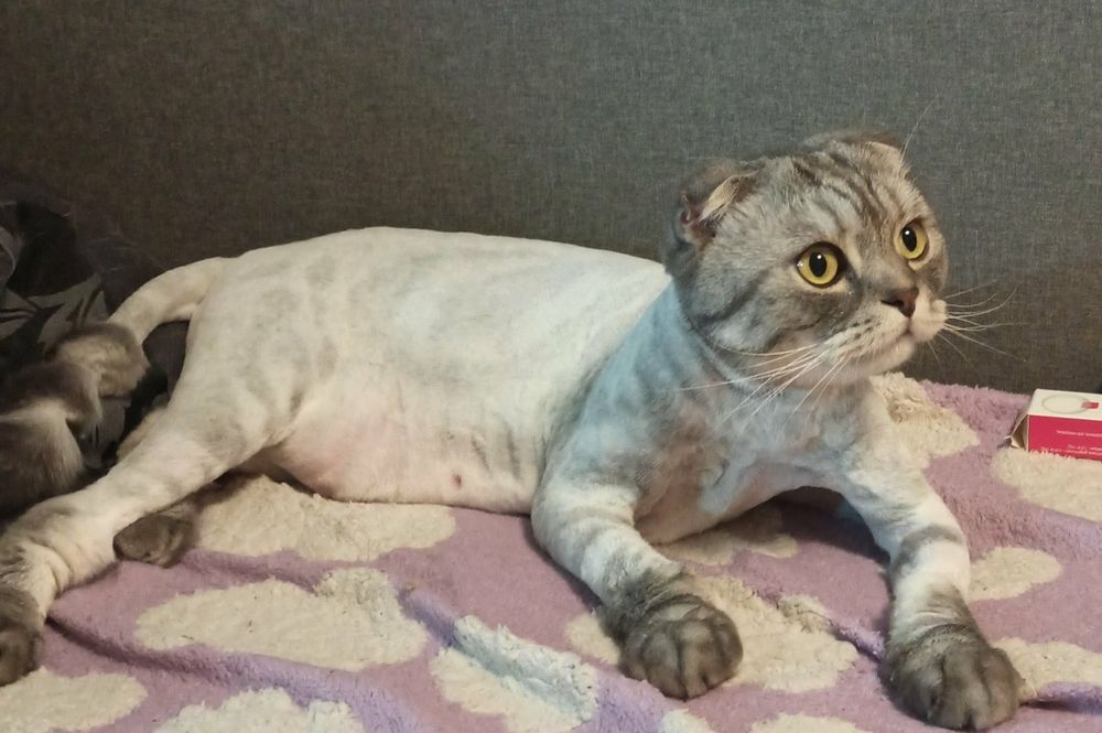 Стрижка котів та кицьок,грумер,вичісування,стрижка котов,чистка зубов