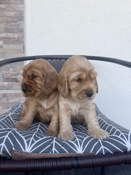 suczka cocker spaniel angielski