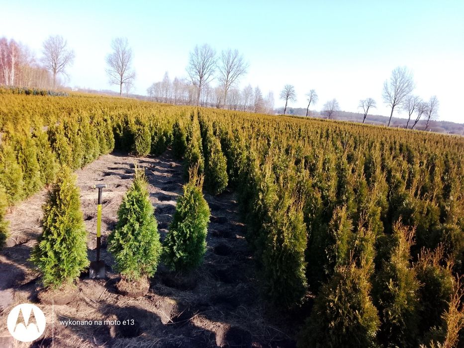 Tuja Szmarmaragd 120-140cm Łebskie Rośliny