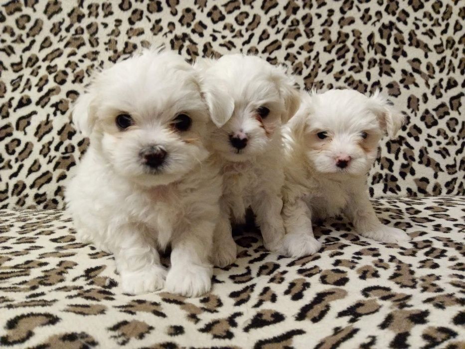 Мальтизешки Одесские - Родословные !