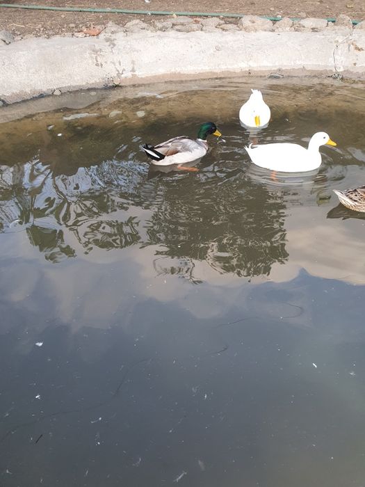 Patos reais para novos donos