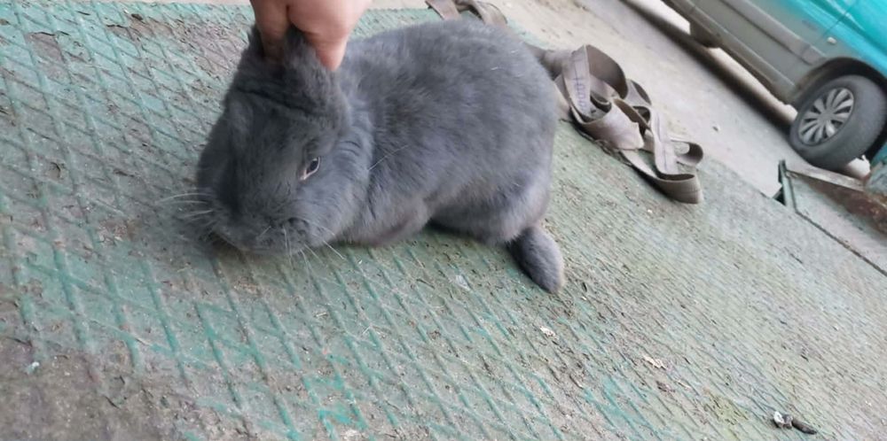 Królik baran francuski