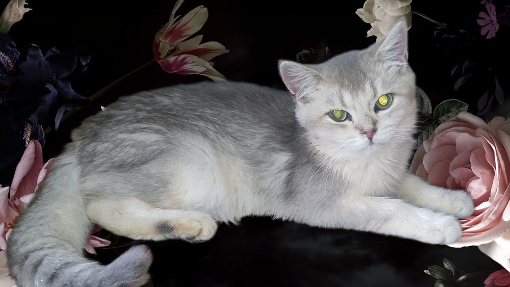 Бомбезний британець блакитне золото чекає на родину