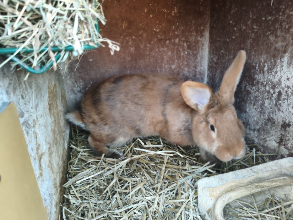 Króliki japońskie nowozelandzki czerwony