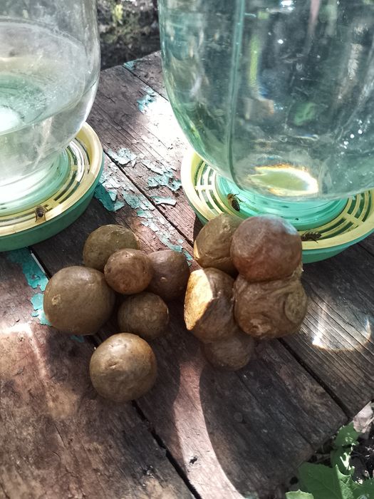 Прополіс бджолиний, прополис пчелиный, bee propolis, propolis de albin