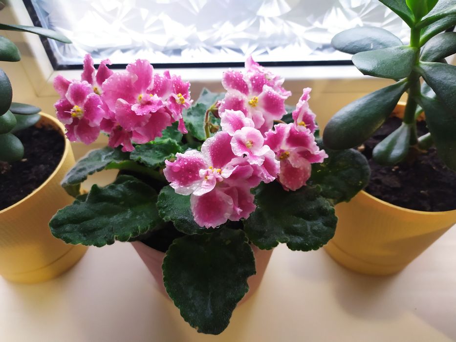 Фіалка, дуже гарна.