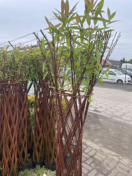 Sprzedam wierzby plecione wysokość 160 cm.  Cena 90 zl