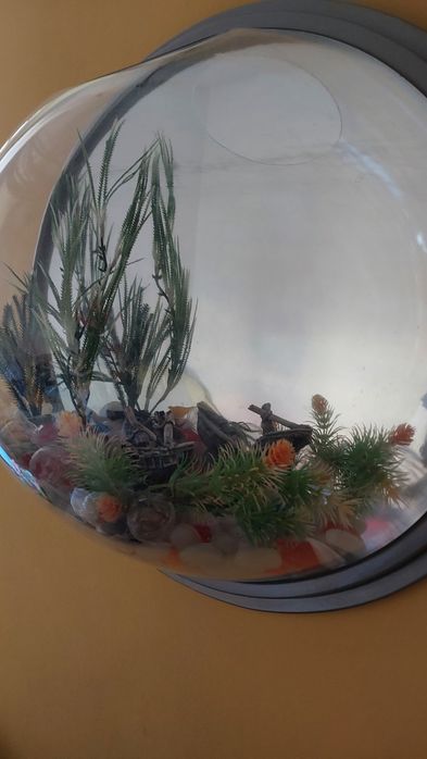 Duże akwarium na ścianę