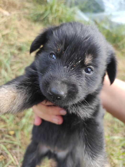 В добрі руки гарні цуценята