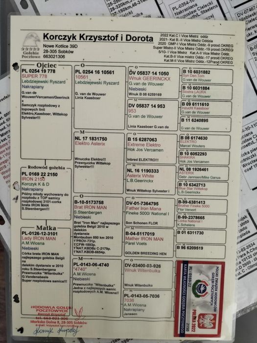 Gołębie pocztowe. K. Korczyk