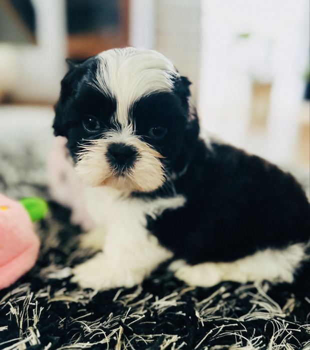 Shih Tzu biało-czarny Keks przecudnej urody !!!