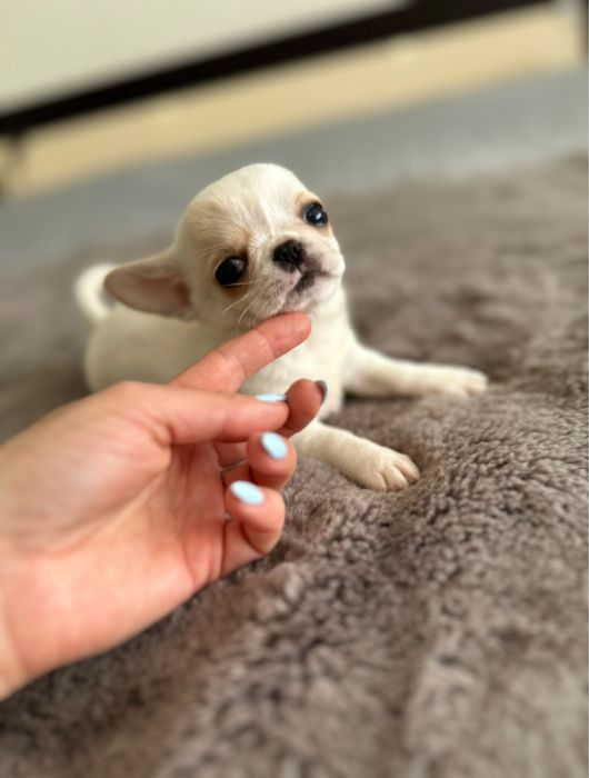Chihuahua macho mini