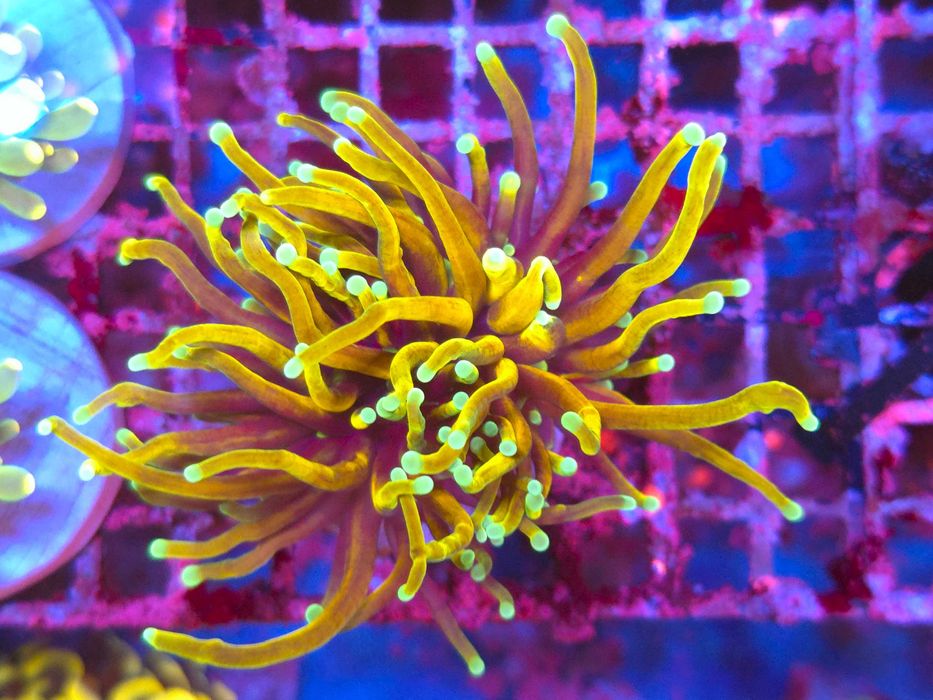 Euphyllia glabrescens Hellfire Koralowce LPS Torch Coral