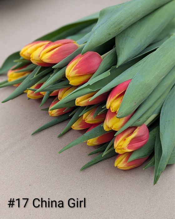 Тюльпан на 8 березня