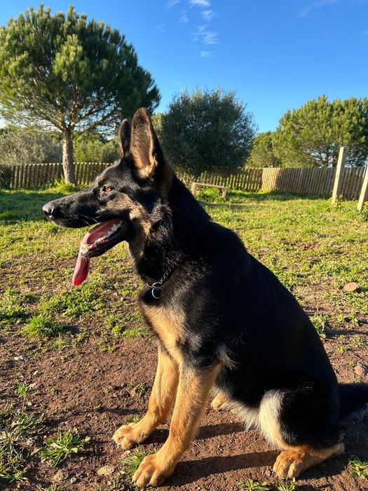 Adoção responsável, pastor alemão.