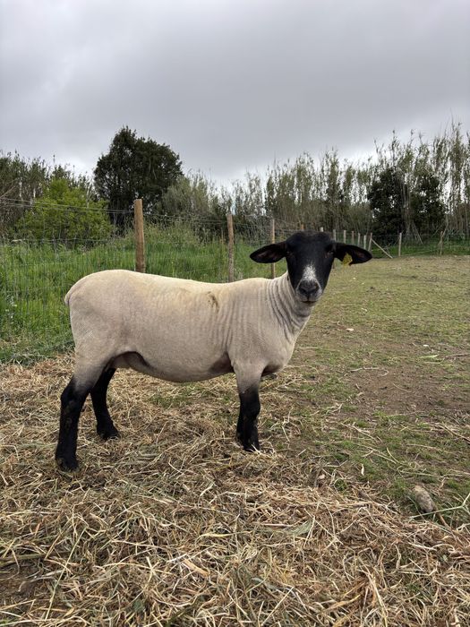 Ovelhas e borregos Suffolk