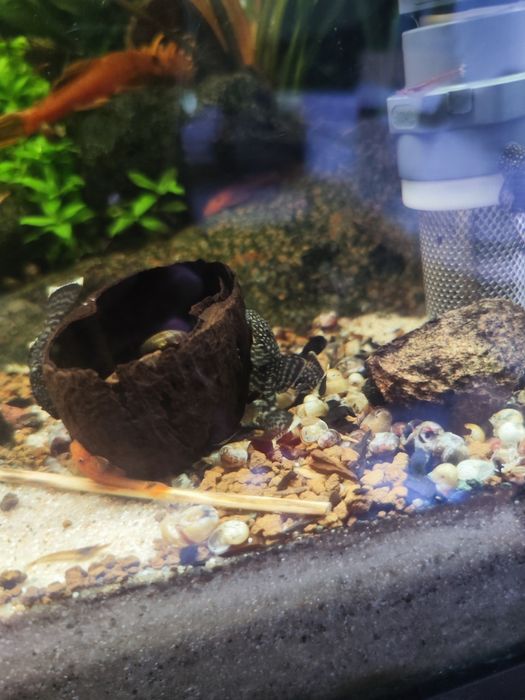 Ancistrus sp entre 3 e 5cm
