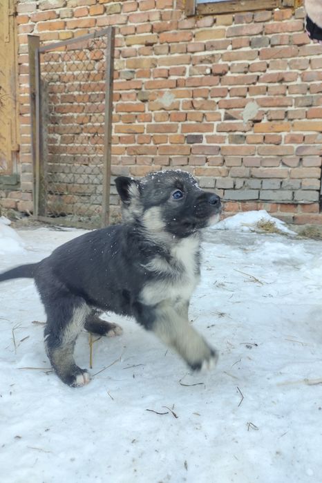 Віддам в добрі руки цуцення  дві  дівчинк (при потребі  стерилізуємо)