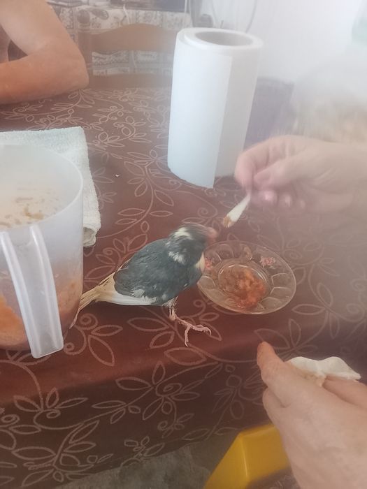 Kakari verde e etc domisticado deste ano