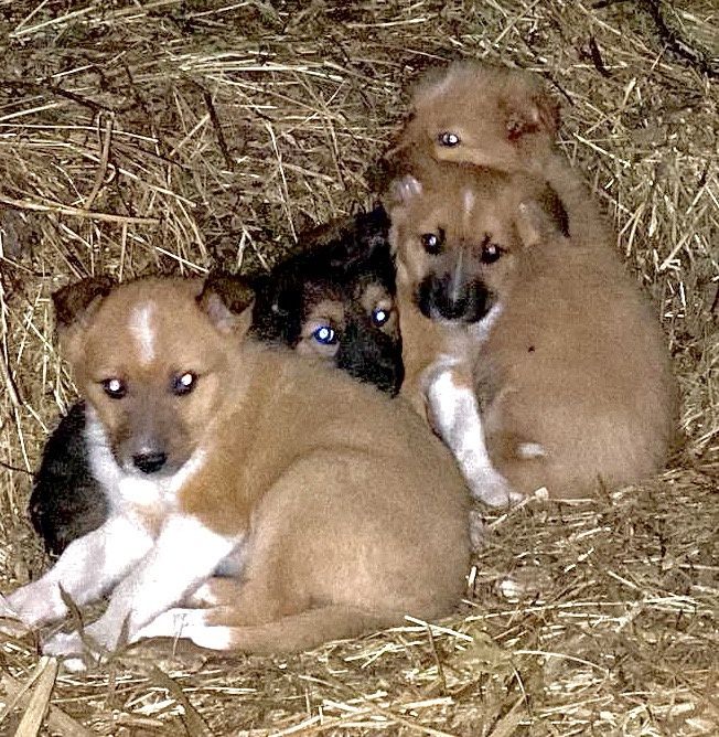 Кому собачку???Супер охоронці